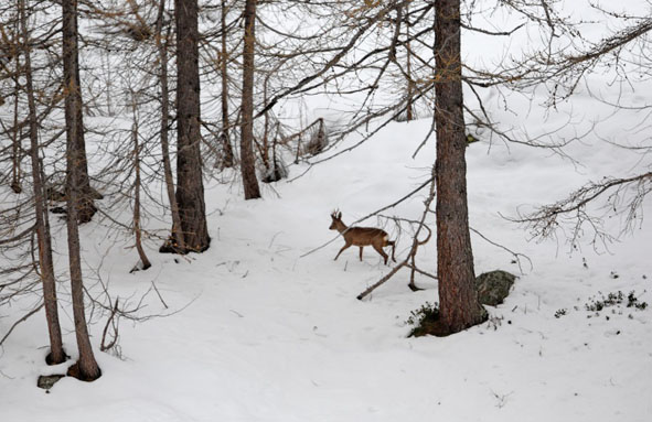 Guido Bissattini cattura un capriolo con la sua fotocamera